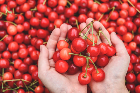 Red cherries in the hands of a child against a background of ripe berries
