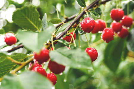 red cherry on a branch in the gardenの写真素材