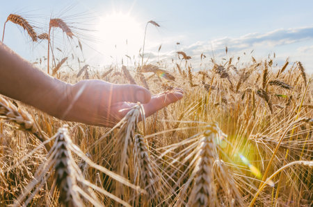 Man's hand over wheat. against the background of the field at sunset timeの写真素材