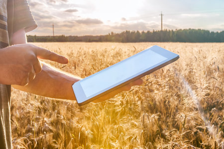 Close-up, mock-up tablet in the hands of a man. Against the background of a field with ears of wheat...