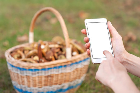 A blogger holds a smartphone with a blank screen mockup next to a basket of foraged mushrooms, ideal for demonstrating outdoor content creation or a mushroom foraging blog.の写真素材