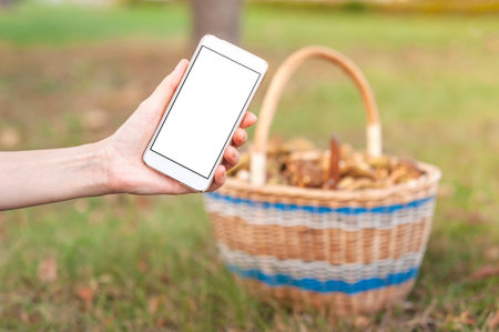 A hand holds a smartphone with a blank white screen, with a blurred wicker basket full of mushrooms in the background, perfect for content related to foraging, outdoor hobbies, or digital mockups.の写真素材