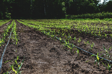 An agricultural field with rows of young corn sprouts and a modern drip irrigation system. Concept of farming, technology, and sustainable crop cultivation.の写真素材