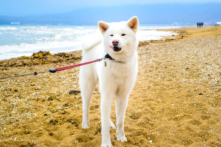 White japanese Akita dog on the beach near the seaの写真素材