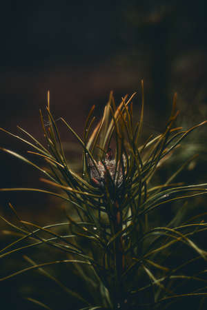 Autumn in the dark forest. The atmosphere of mysticism and fog.