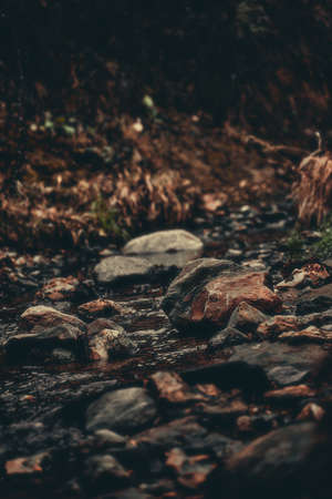 Autumn in the dark forest. The atmosphere of mysticism and fog.の写真素材