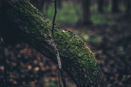 Autumn in the dark forest. The atmosphere of mysticism and fog.の写真素材