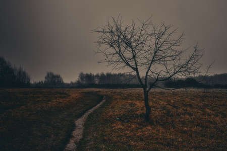 Autumn in the dark forest. The atmosphere of mysticism and fog.の写真素材