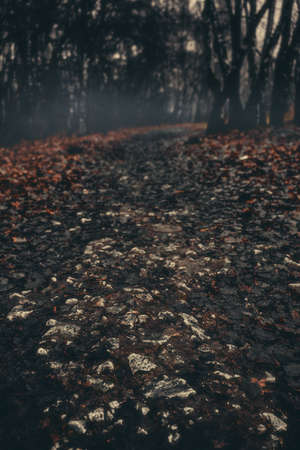 Autumn in the dark forest. The atmosphere of mysticism and fog.の写真素材