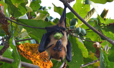 maldives bat, flying foxの写真素材