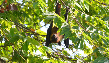 maldives bat, flying foxの写真素材