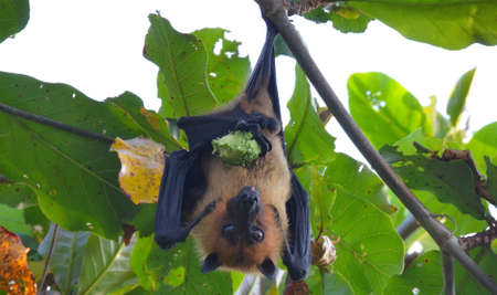 maldives bat, flying foxの写真素材