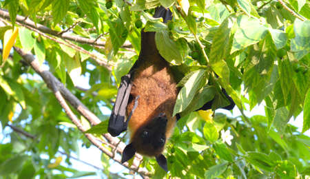 maldives bat, flying foxの写真素材
