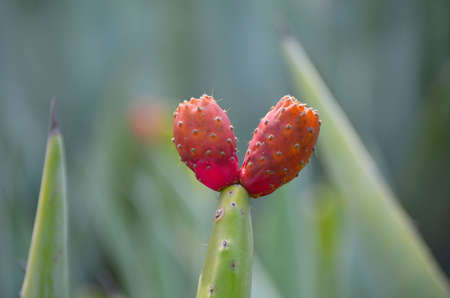 plants of the canary islands wild and primitive natureの写真素材