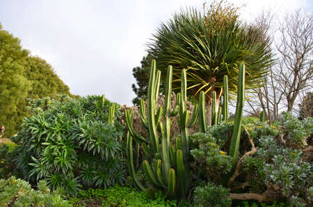 plants of the Isla del Hierro, one of the 7 islands of the Canary Islands, Spain, on the shores of the Atlantic Oceanの写真素材