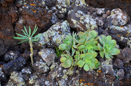 plants of the Isla del Hierro, one of the 7 islands of the Canary Islands, Spain, on the shores of the Atlantic Oceanの写真素材