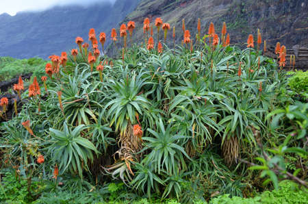 plants of the Isla del Hierro, one of the 7 islands of the Canary Islands, Spain, on the shores of the Atlantic Oceanの写真素材