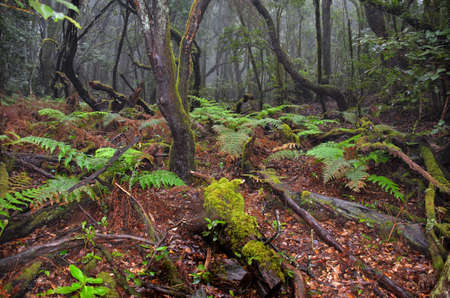 primary forest of the island of La Gomera, one of the 7 islands of the Canary Islands, Spain, located in the Atlantic Oceanの写真素材