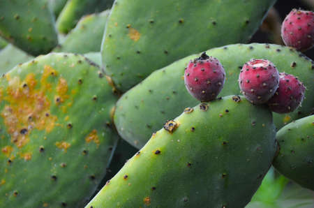plants of the canary islands wild and primitive natureの写真素材