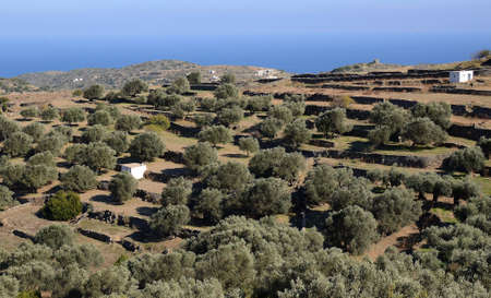 Olive groves on the Cyclades Islands of Greece in the Mediterranean Seaの写真素材