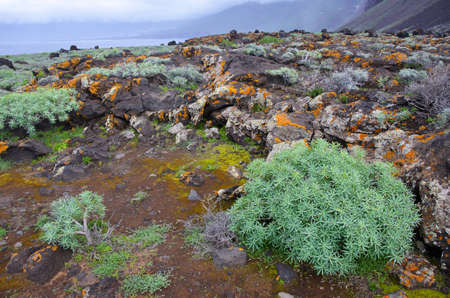 landscapes and vegetation of the Isla del Hierro, one of the 7 islands of the Canary Islands, Spainの写真素材