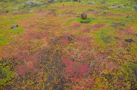 landscape of colored lichens on the Isla del Hierro, one of the 7 islands of the Canary archipelago, Spainの写真素材