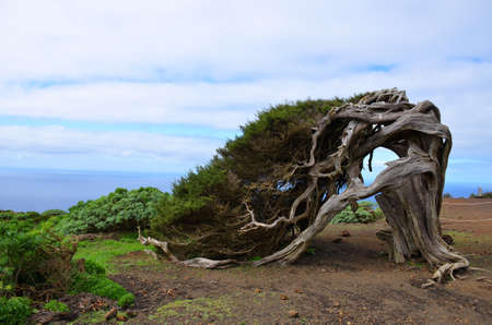 Sabina, the most typical autochthonous tree of the island of Hierro in the Canary Islands, Spainの写真素材