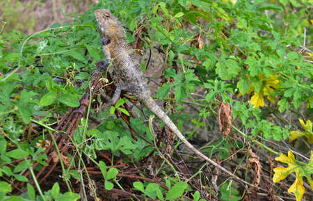 Sri Lanka island fauna, lizardsの写真素材