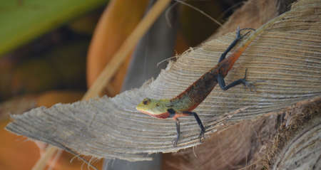Sri Lanka island fauna, lizardsの写真素材