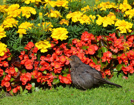 Blackbird in the Mirabell Gardens of the city of Salzburg, Austriaの写真素材