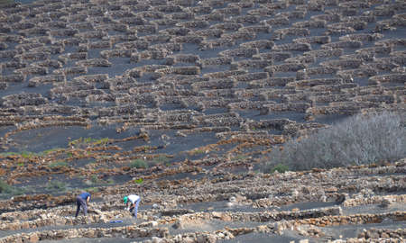 growing vines on the island of lanzarote, canary islands, spainの写真素材