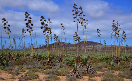 Volcanic landscapes of Lanzarote, one of the 7 islands of the Canary Islands, Spainの写真素材
