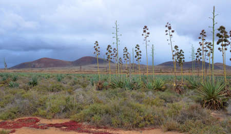 Volcanic landscapes of Lanzarote, one of the 7 islands of the Canary Islands, Spainの写真素材