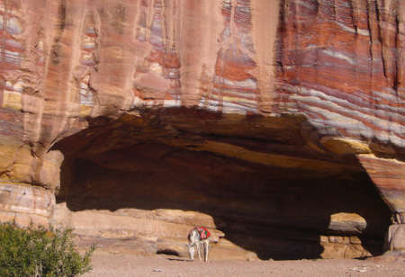 Donkey resting in a vault of the rock formations of petra in jordanの写真素材