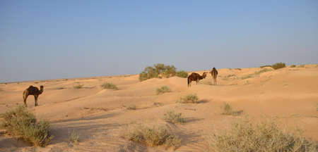 Route through the sahara desert in Douz, Tunisiaの写真素材
