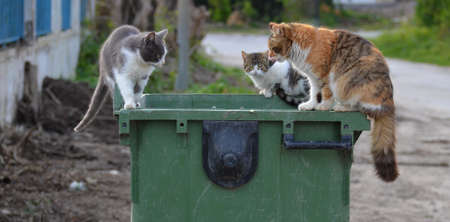 Stray cats looking for a place to eat, Tunisiaの写真素材