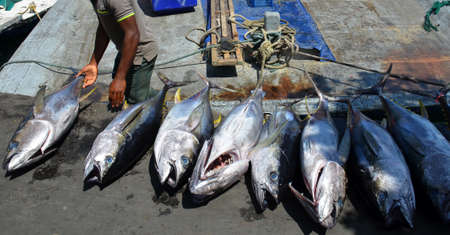 Tuna catch in the port of Male, Maldivesの写真素材
