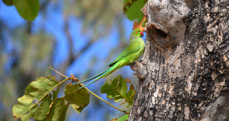 Kramer's Parakeet in the Trincomale area of Sri Lankaの写真素材