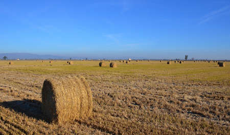 Rolls of wheat harvest in a field of the Ebro Delta in the Catalan region of Montsia, Spainの写真素材