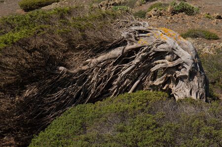 Juniper (Juniperus turbinata canariensis) twisted by the wind. La Dehesa. Frontera Rural Park. El Hierro. Canary Islands. Spain.の写真素材