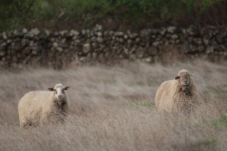 Sheep (Ovis aries). Valverde. El Hierro. Canary Islands. Spain.の写真素材