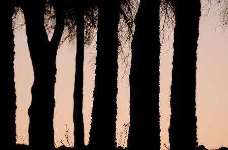 Trunks of Aleppo pines.の写真素材