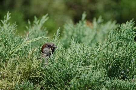 House sparrow Passer domesticus . Male. Arm Square. Santiago de Chile. Chile.の写真素材