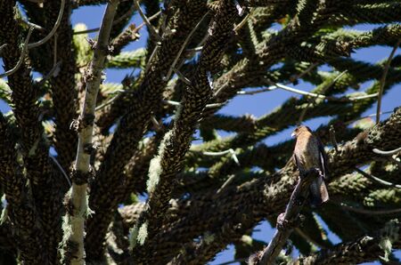 Chimango caracara on a monkey puzzle tree.