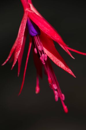 Flower of hummingbird fuchsia in the Conguillio National Park.の写真素材