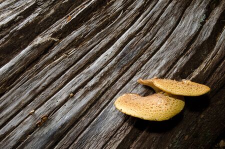Mushrooms on a dead tree in a forest.の写真素材