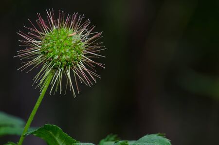 Fruiting stage of Acaena argentea. Conguillio National Park.の写真素材