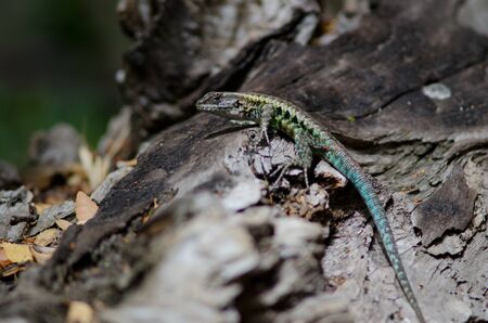 Male of orange-bellied lizard Liolaemus pictus. Conguillio National Park. Araucania Region. Chile.