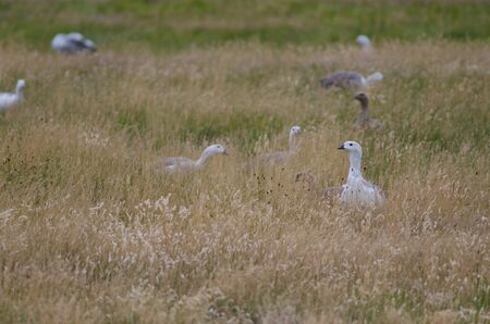 Upland Geese Chloephaga picta in a meadow. Torres del Paine National Park. Ultima Esperanza Province. Magallanes and Chilean Antarctic Region. Chilean Patagonia. Chile.の写真素材