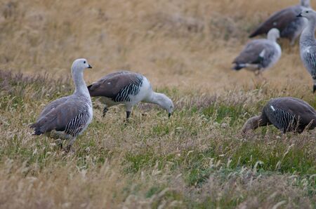 Upland Geese Chloephaga picta . Torres del Paine National Park. Ultima Esperanza Province. Magallanes and Chilean Antarctic Region. Chilean Patagonia. Chile.の写真素材